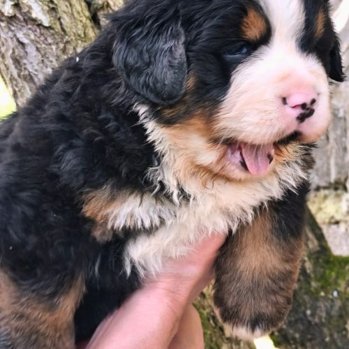 4 bébés bouvier bernois lof mâles (parents testés) #5