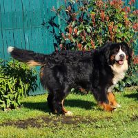 4 bébés bouvier bernois lof mâles (parents testés) #1