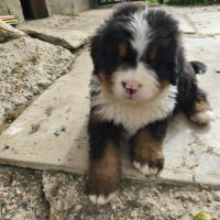 4 bébés bouvier bernois lof mâles (parents testés) #2