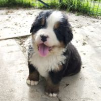 4 bébés bouvier bernois lof mâles (parents testés)