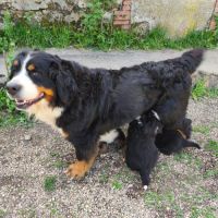 4 bébés bouvier bernois lof mâles (parents testés) #4