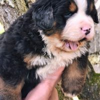 4 bébés bouvier bernois lof mâles (parents testés) #5