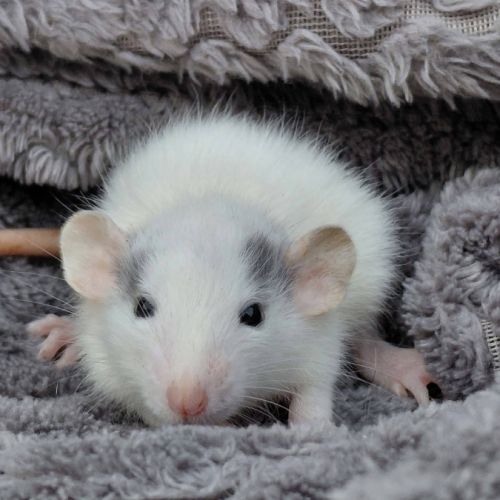 Adorables rates domestiques dumbos #0