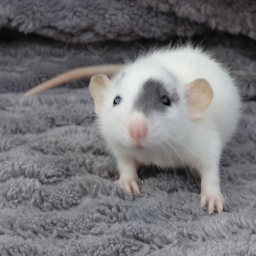 Adorables rates domestiques dumbos #2