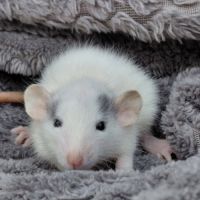 Adorables rates domestiques dumbos