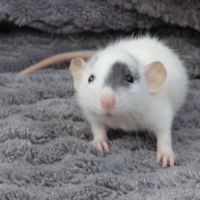 Adorables rates domestiques dumbos #2