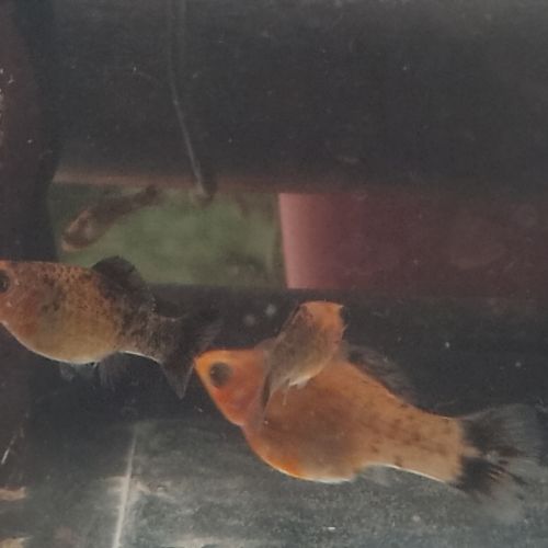 Bébé mollys et pelmatos #0