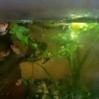 Bébé mollys et pelmatos #1