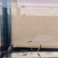 Bébé mollys et pelmatos #2