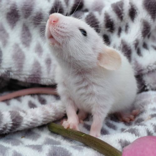 Bébé rat domestique femelle oreilles dumbos #0