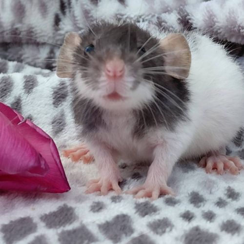 Bébé rat domestique femelle oreilles dumbos #2