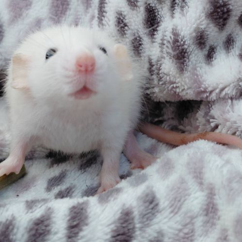 Bébé rat domestique femelle oreilles dumbos #3