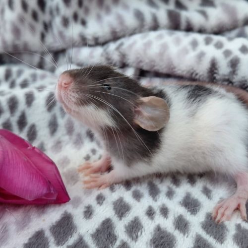 Bébé rat domestique femelle oreilles dumbos #4