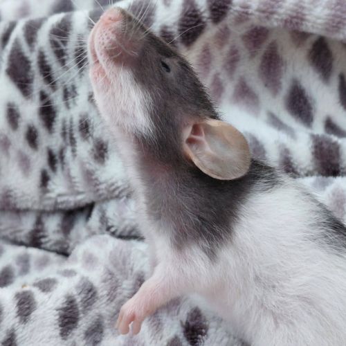 Bébé rat domestique femelle oreilles dumbos #6