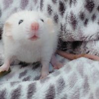 Bébé rat domestique femelle oreilles dumbos #3