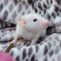 Bébé rat domestique femelle oreilles dumbos #5
