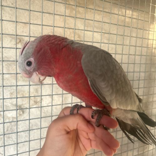 Cacatoès rosalbin eam #0