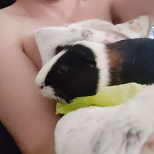 Recherche cochon d'inde male max 1an #0