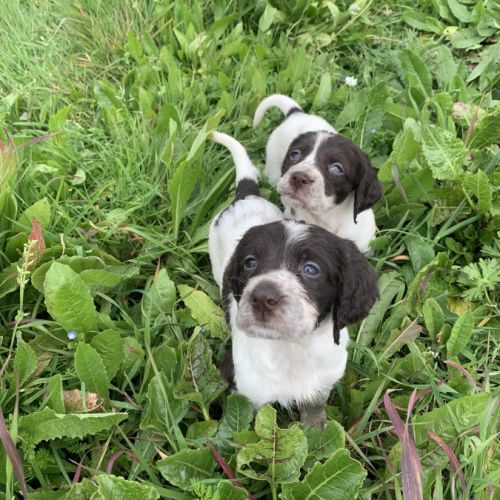 Chiots épagneul français femelles et male #0