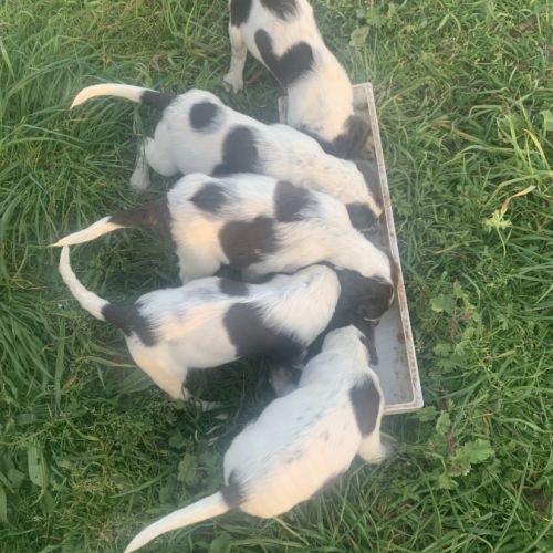 Chiots épagneul français femelles et male #2