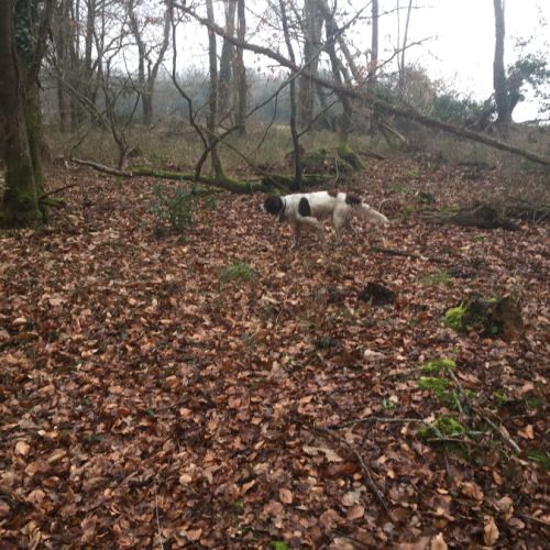 Chiots épagneul français femelles et male #3