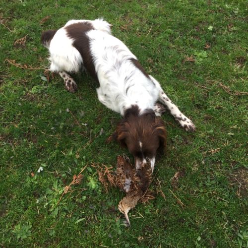 Chiots épagneul français femelles et male #4