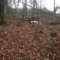 Chiots épagneul français femelles et male #3