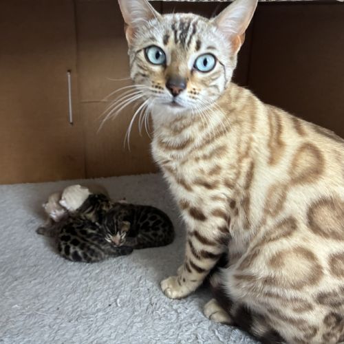 Chaton bengal loof #3