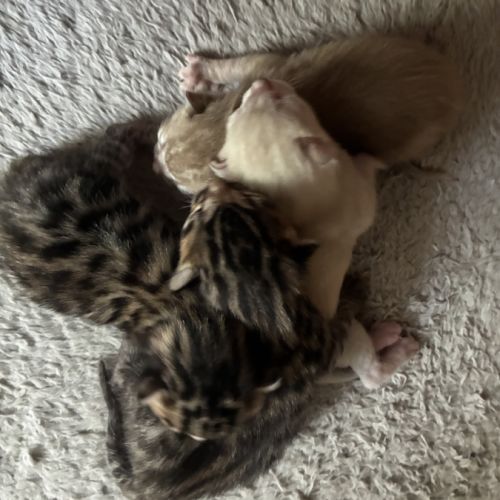 Chaton bengal loof #6