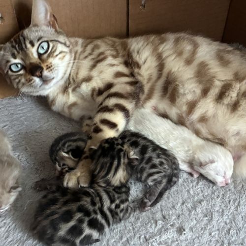 Chaton bengal loof #9