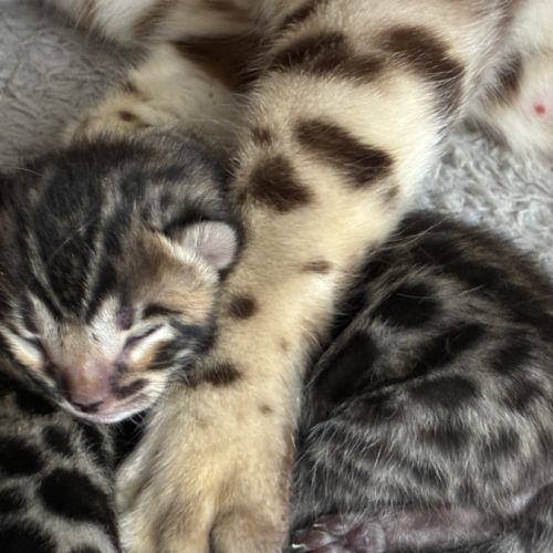 Chaton bengal loof #10