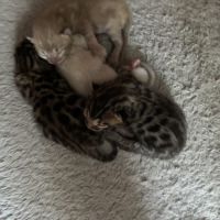 Chaton bengal loof #1