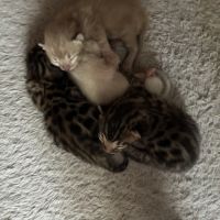 Chaton bengal loof #2
