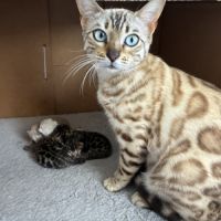 Chaton bengal loof #3