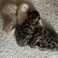 Chaton bengal loof #4