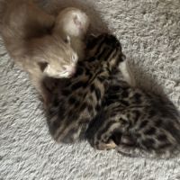 Chaton bengal loof #0