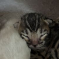 Chaton bengal loof #7