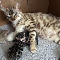 Chaton bengal loof #8