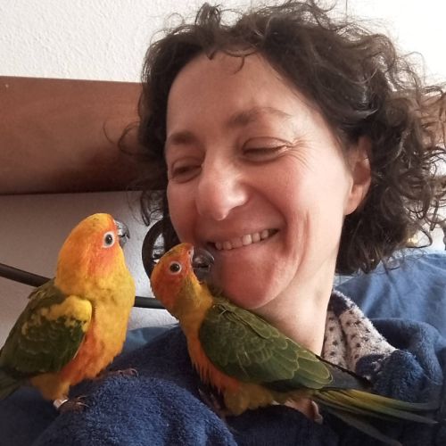 Conures soleil elévés a main #1