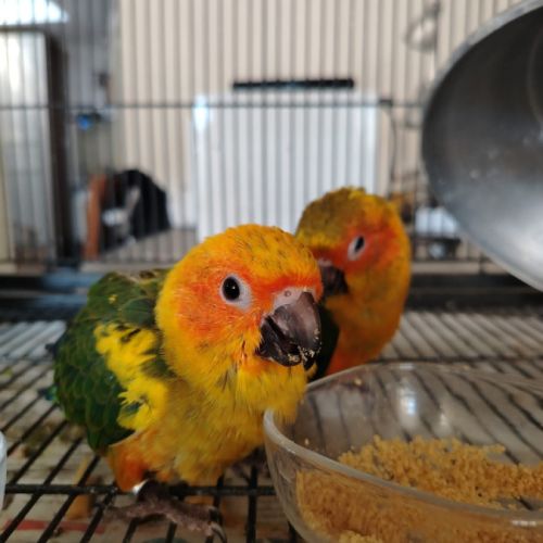 Conures soleil elévés a main #4