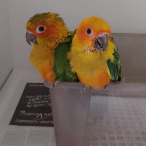 Conures soleil elévés a main