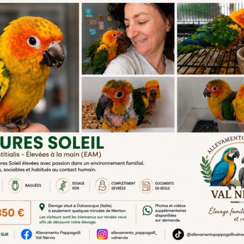 Conures soleil eam