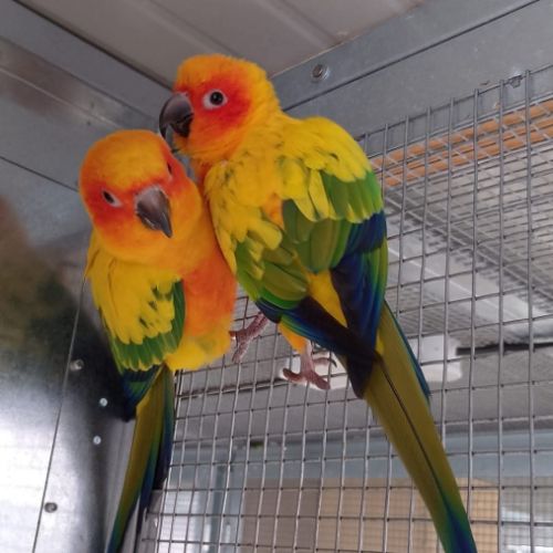 Conures soleil eam – bagués, sexés adn, sevrés #2