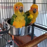 Conures soleil elévés a main #2