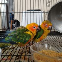 Conures soleil elévés a main #3