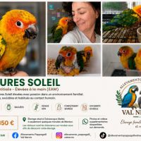 Conures soleil eam