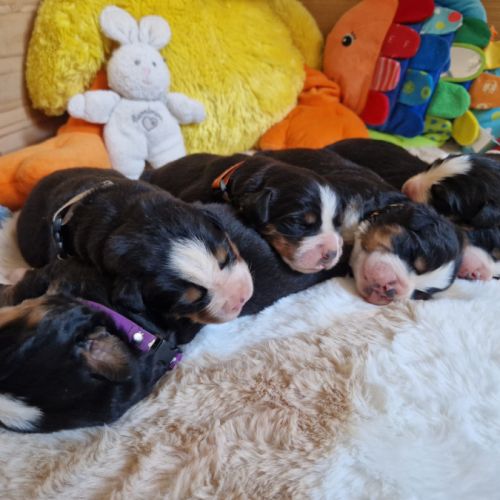 Chiots bouviers bernois lof à réserver #0