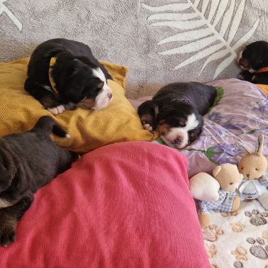Chiots bouviers bernois lof à réserver #2