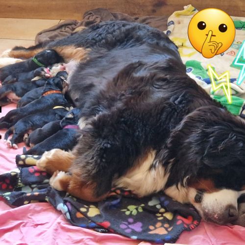 Chiots bouviers bernois lof à réserver #4