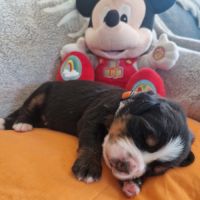 Chiots bouviers bernois lof à réserver #3